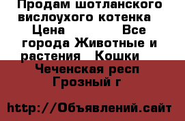 Продам шотланского вислоухого котенка › Цена ­ 10 000 - Все города Животные и растения » Кошки   . Чеченская респ.,Грозный г.